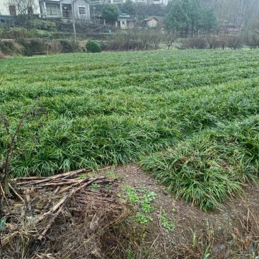 大量绿化植物