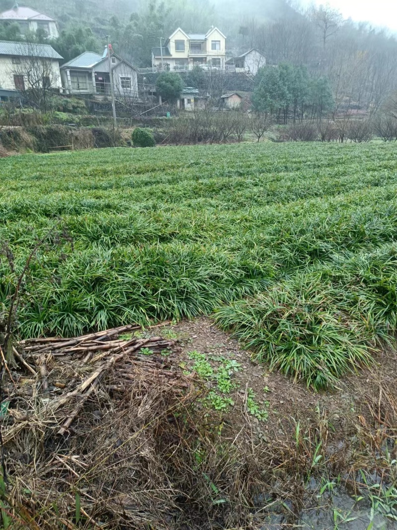 大量绿化植物