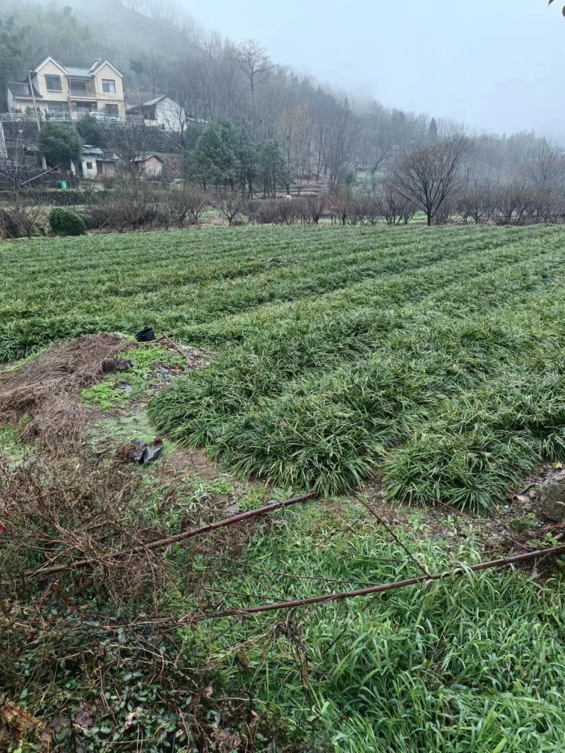 大量绿化植物