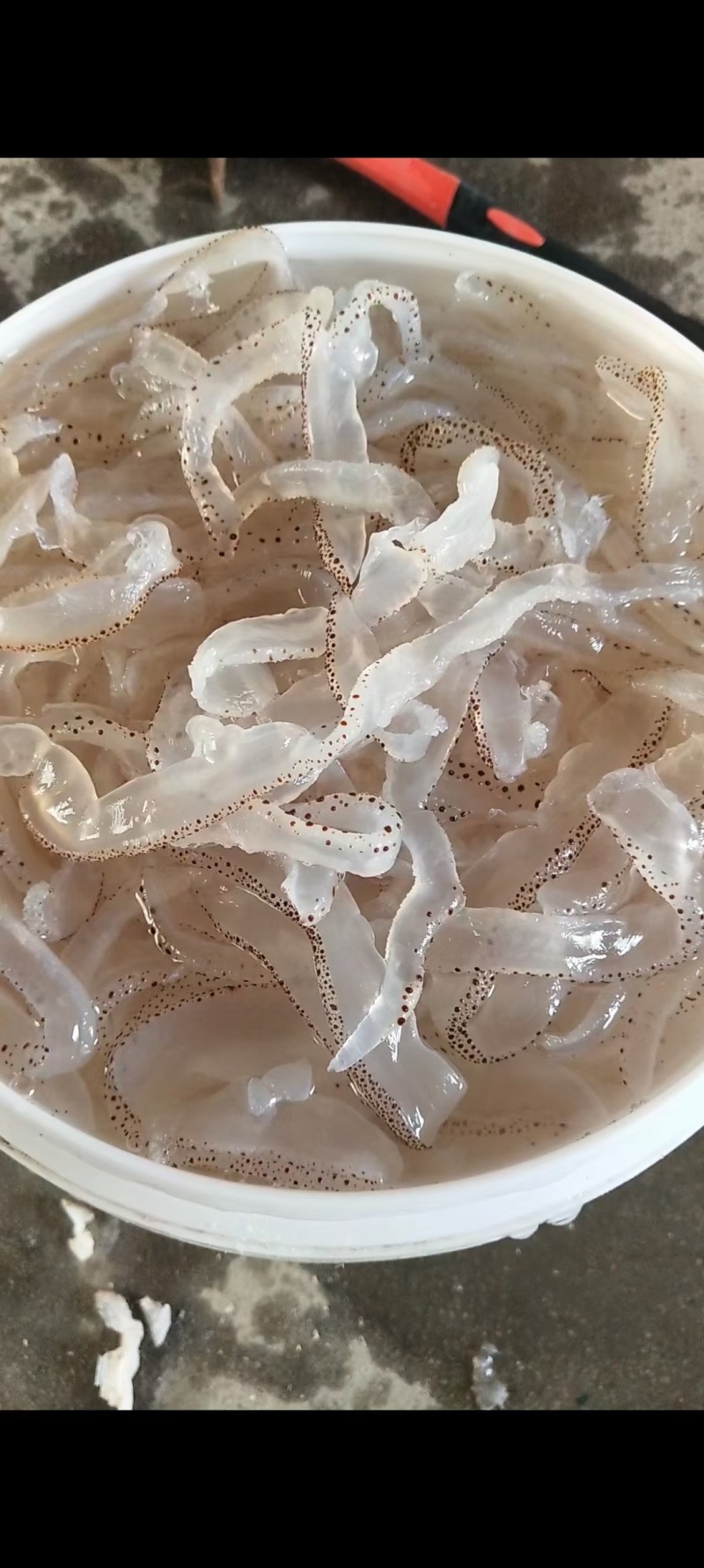 珊瑚蛰丝：口感脆爽，一手货源-电商-团购-餐饮行业**