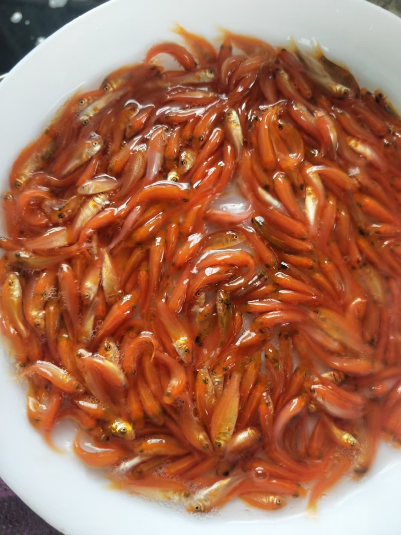 兴国红鲤鱼苗，红鲤鱼苗，纯色红鲤鱼，生长速度快，病毒少