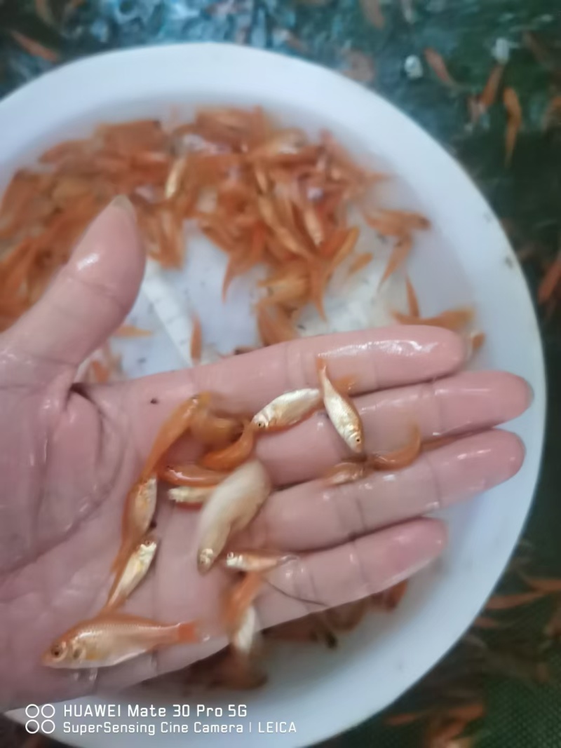 兴国红鲤鱼苗，红鲤鱼苗，纯色红鲤鱼，生长速度快，病毒少