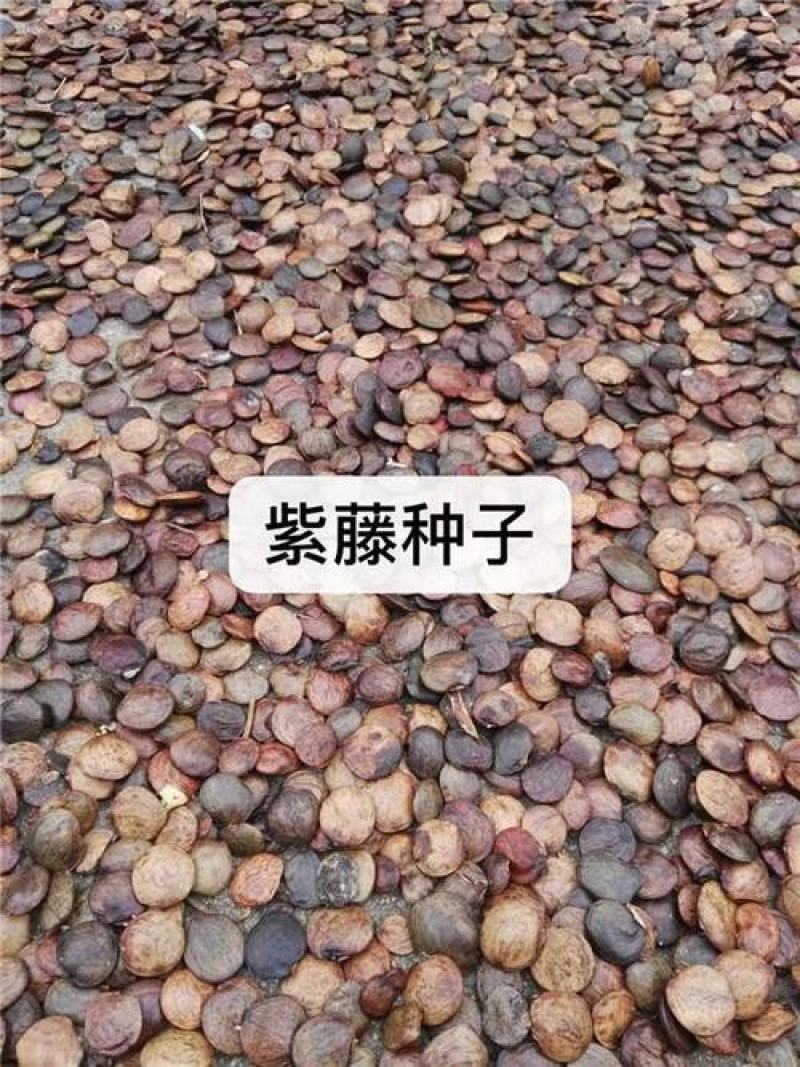 紫藤种子