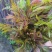 好山好水，大棚鲜香椿芽