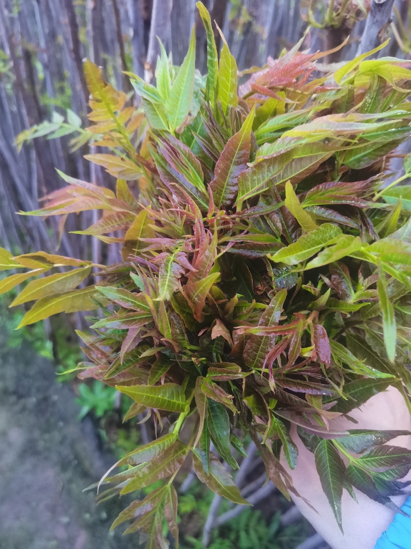 好山好水，大棚鲜香椿芽