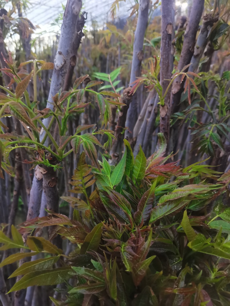 好山好水，大棚鲜香椿芽