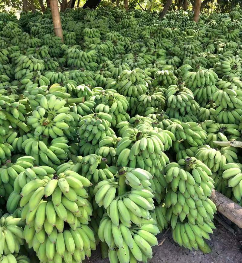 云南芭蕉产地蕉农直发无中间商一手货源自然成熟量大优惠