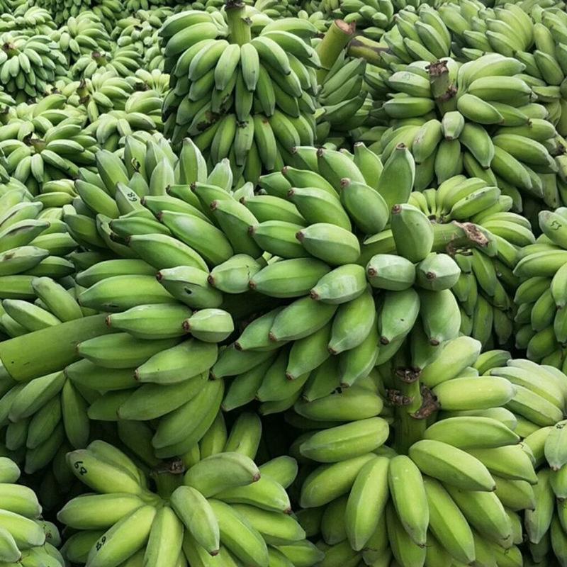 云南芭蕉产地蕉农直发无中间商一手货源自然成熟量大优惠