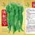 精品陇椒13号产量好耐疫病品质优良