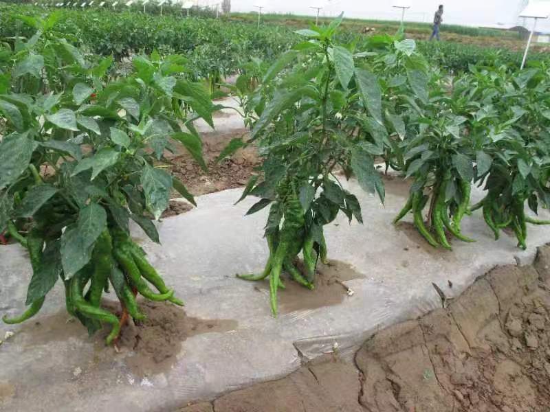 精品陇椒13号产量好耐疫病品质优良
