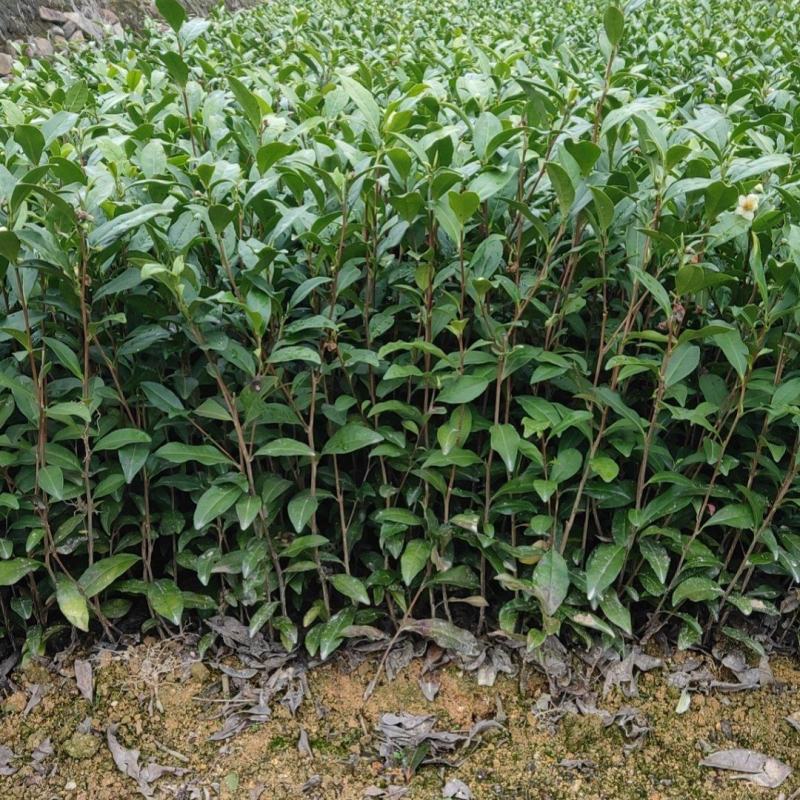 安吉白茶苗，基地直发，一手货源，诚信经营、欢迎订购，