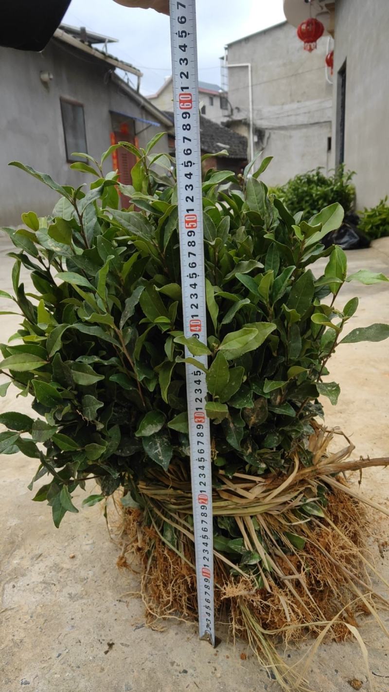 安吉白茶苗，基地直发，一手货源，诚信经营、欢迎订购，