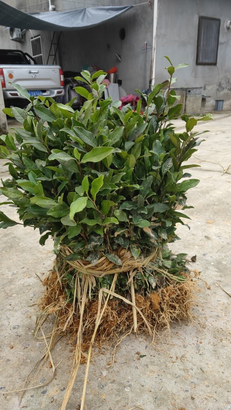 安吉白茶苗，基地直发，一手货源，诚信经营、欢迎订购，