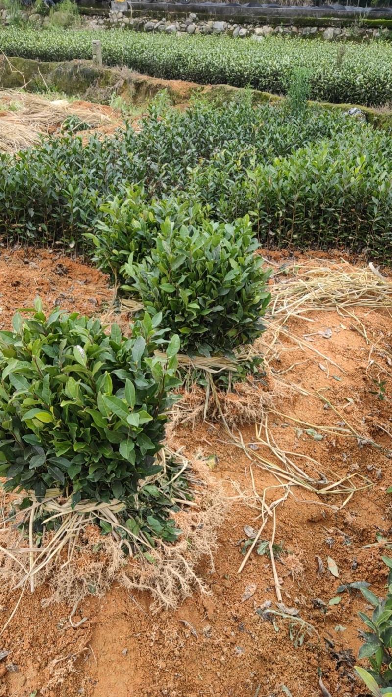 安吉白茶苗，基地直发，一手货源，诚信经营、欢迎订购，