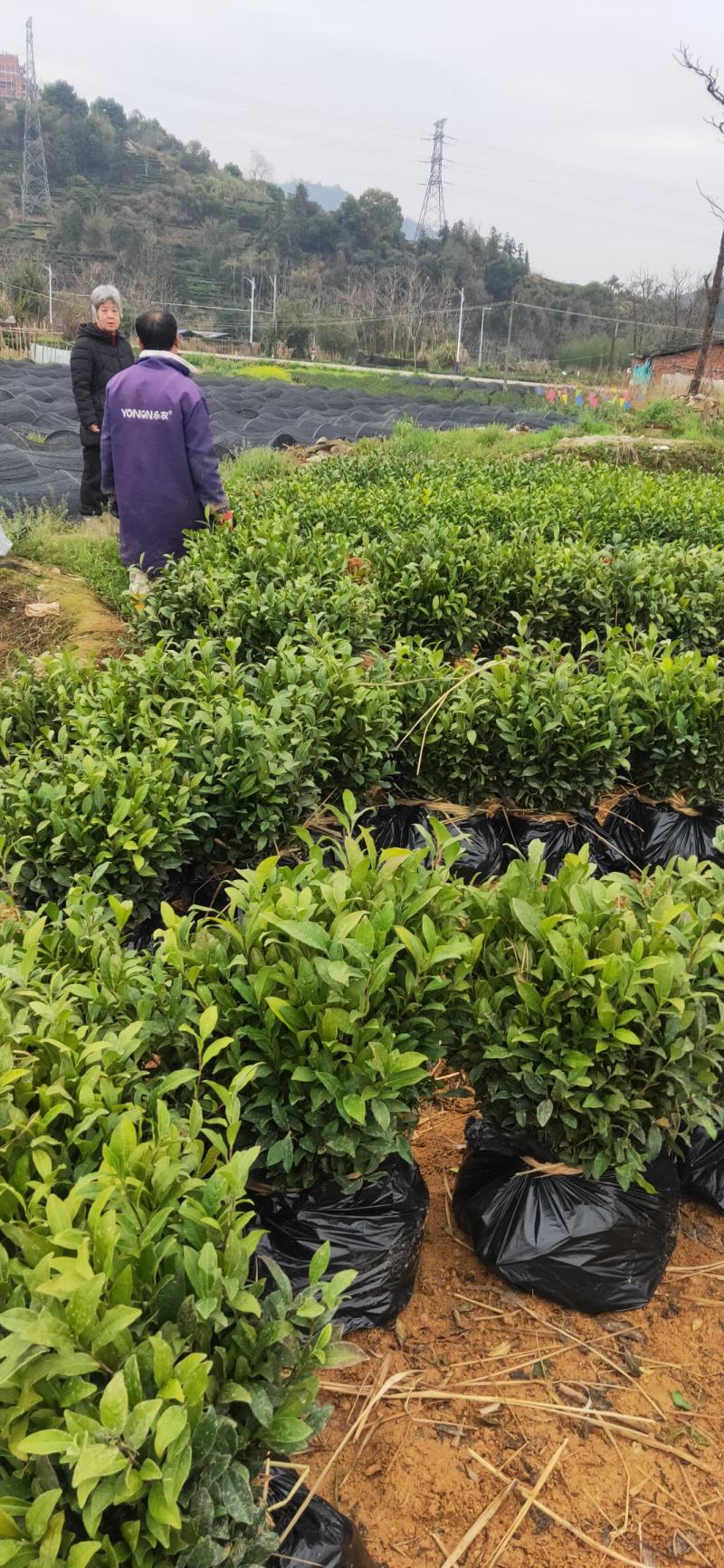 安吉白茶苗，基地直发，一手货源，诚信经营、欢迎订购，