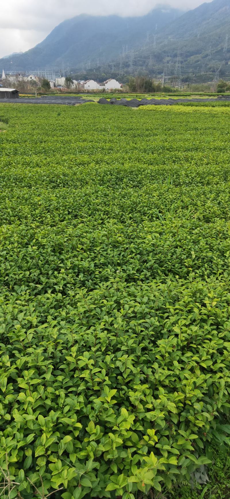 安吉白茶苗，基地直发，一手货源，诚信经营、欢迎订购，
