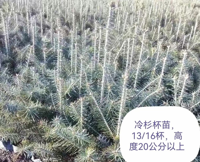 冷杉，沙松，东北货源耐寒成活率高品质好杯苗裸根苗价格合适