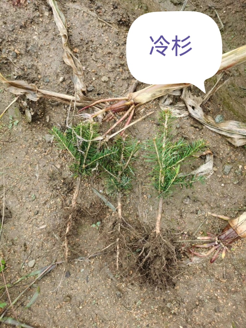 冷杉，沙松，东北货源耐寒成活率高品质好杯苗裸根苗价格合适
