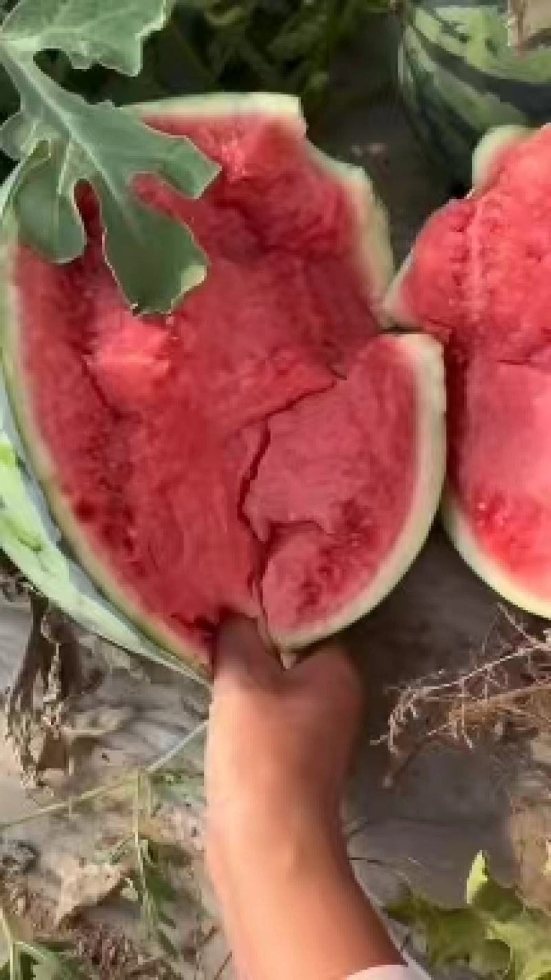 河南精品美都瓜形圆润皮薄肉厚耐运输成熟度好瓤口好