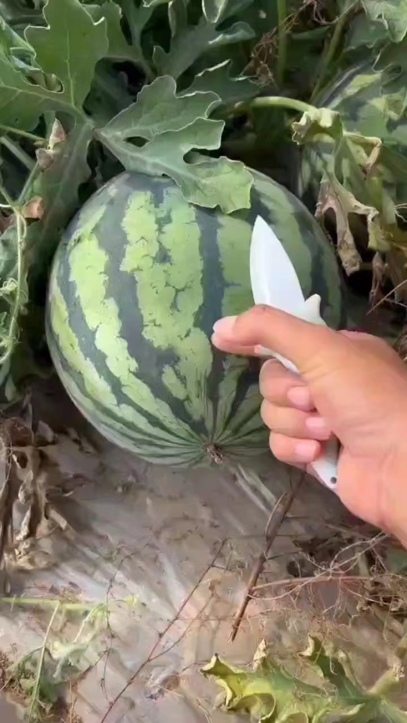 河南精品美都瓜形圆润皮薄肉厚耐运输成熟度好瓤口好