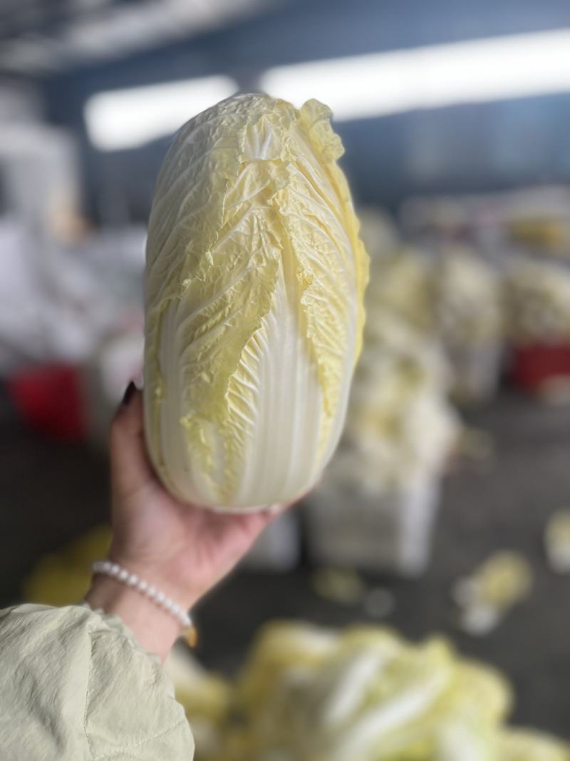 湖北娃娃菜大娃娃菜产地直发欢迎咨询大量供货