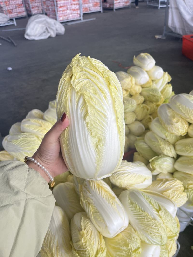 湖北娃娃菜大娃娃菜产地直发欢迎咨询大量供货