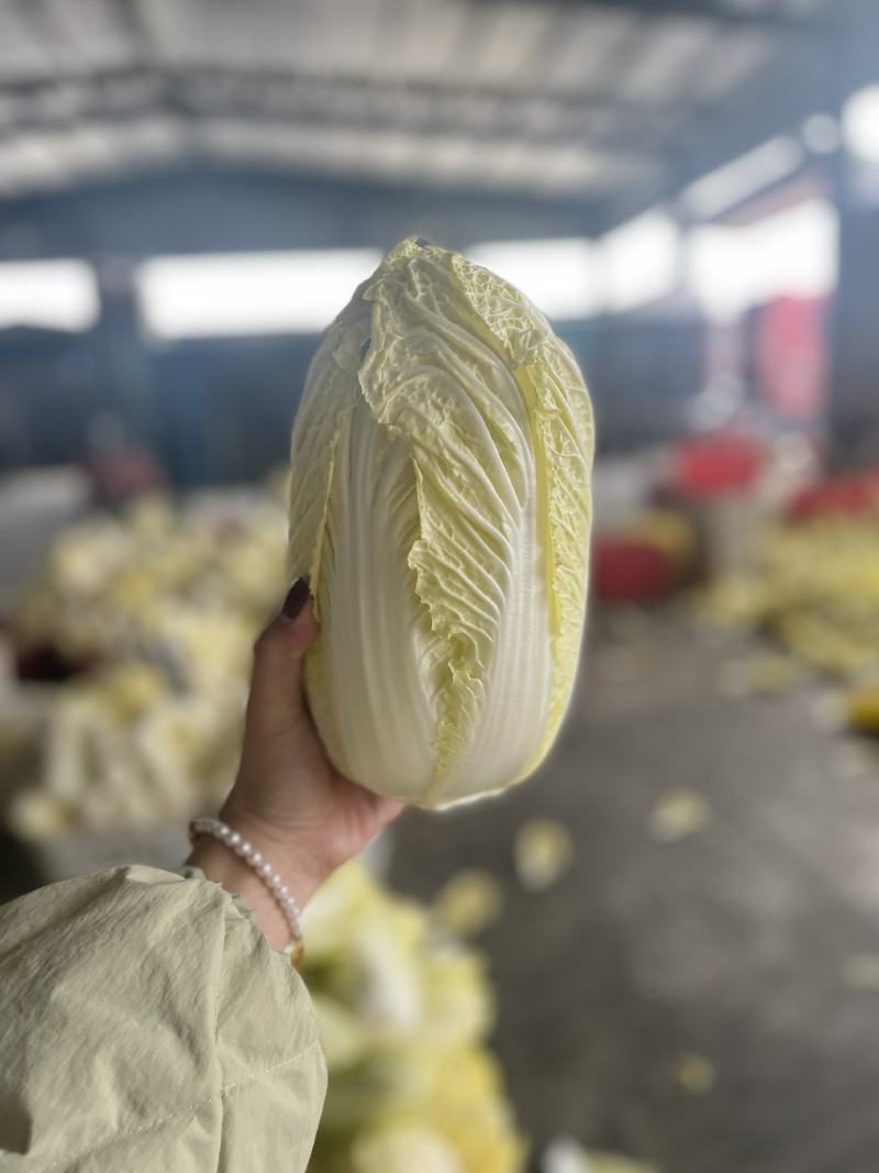 湖北娃娃菜大娃娃菜产地直发欢迎咨询大量供货