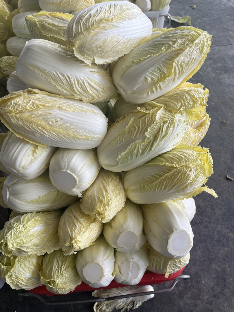 湖北娃娃菜大娃娃菜产地直发欢迎咨询大量供货
