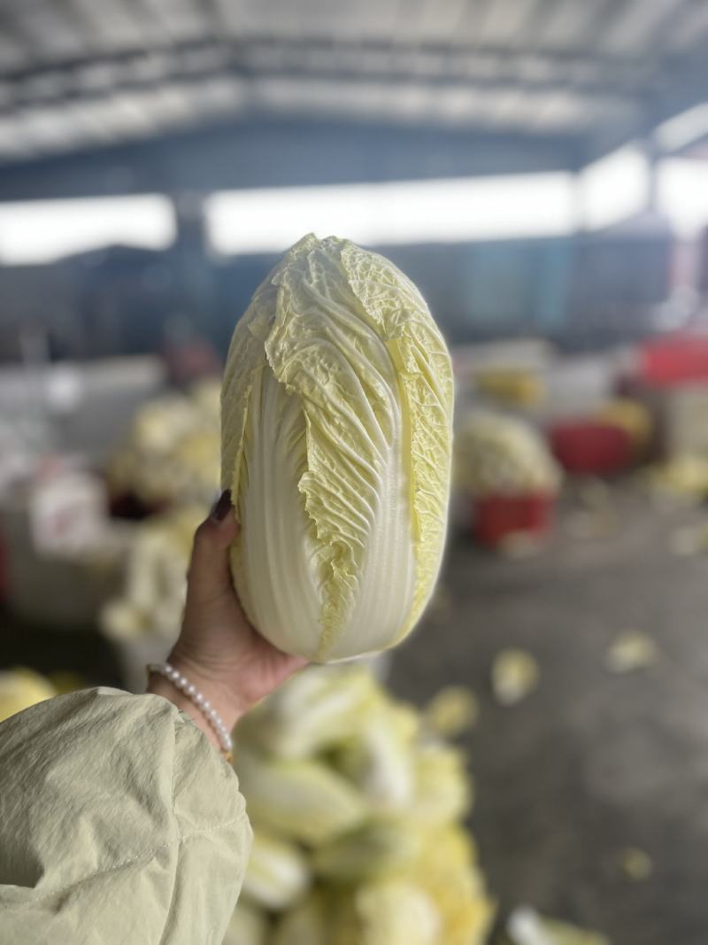 湖北娃娃菜大娃娃菜产地直发欢迎咨询大量供货