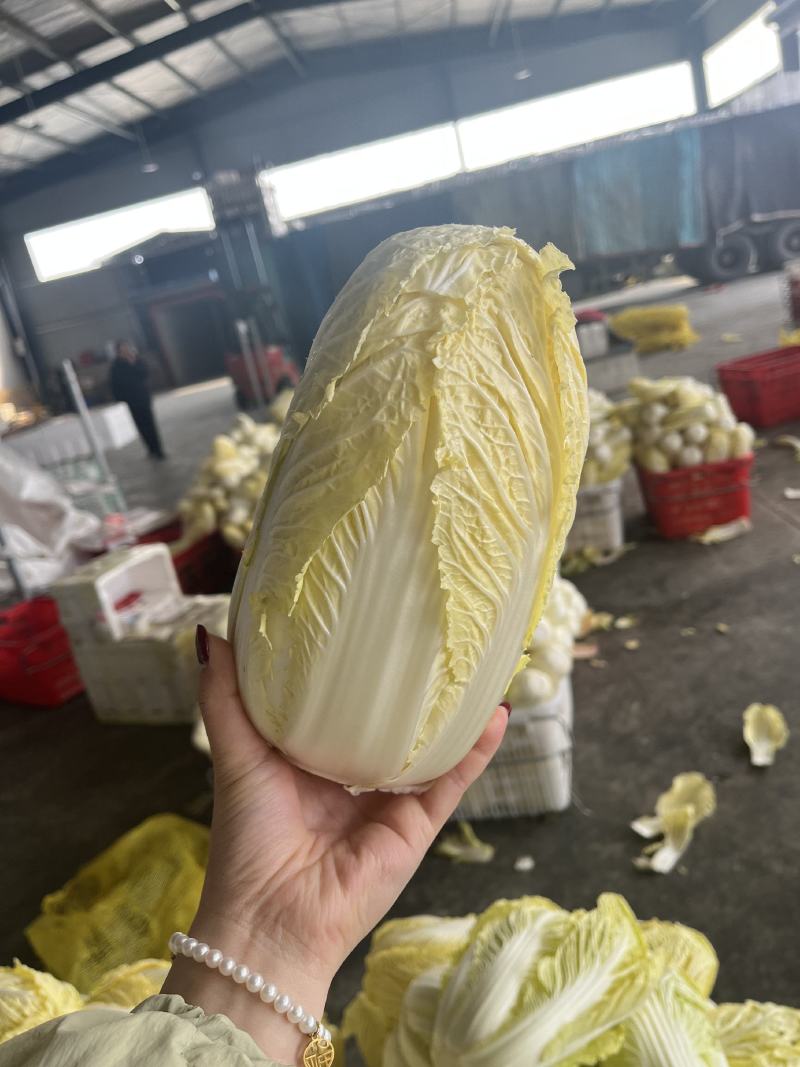 湖北娃娃菜大娃娃菜产地直发欢迎咨询大量供货