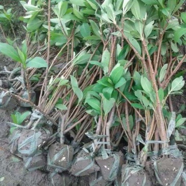 结香树