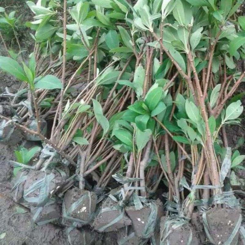 结香树