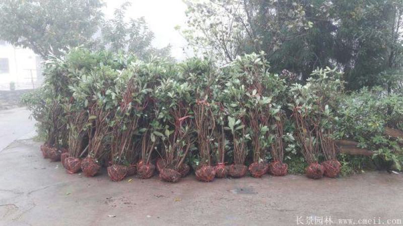 结香树