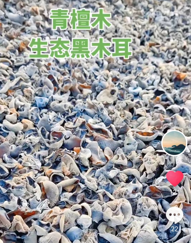 食用菌黑木耳