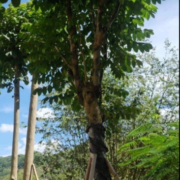 火焰木