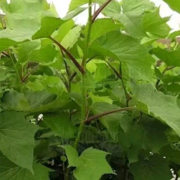接骨木