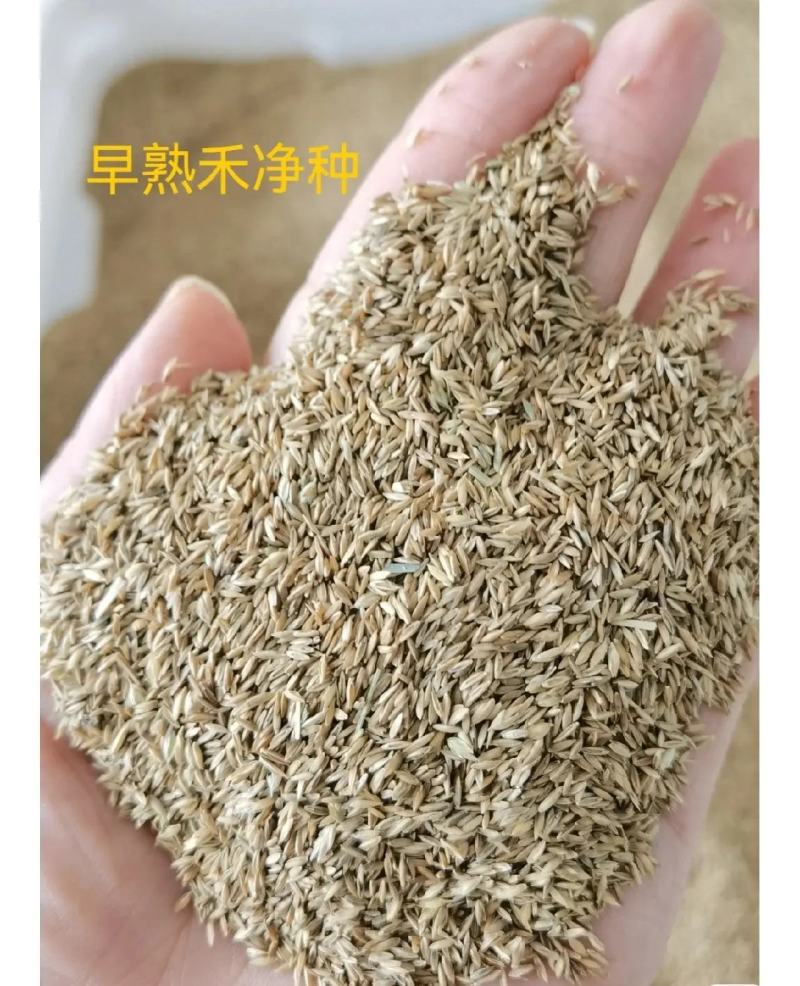 草坪种子黑麦草种子耐寒耐践踏矮生四季青草籽