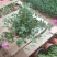 美女樱