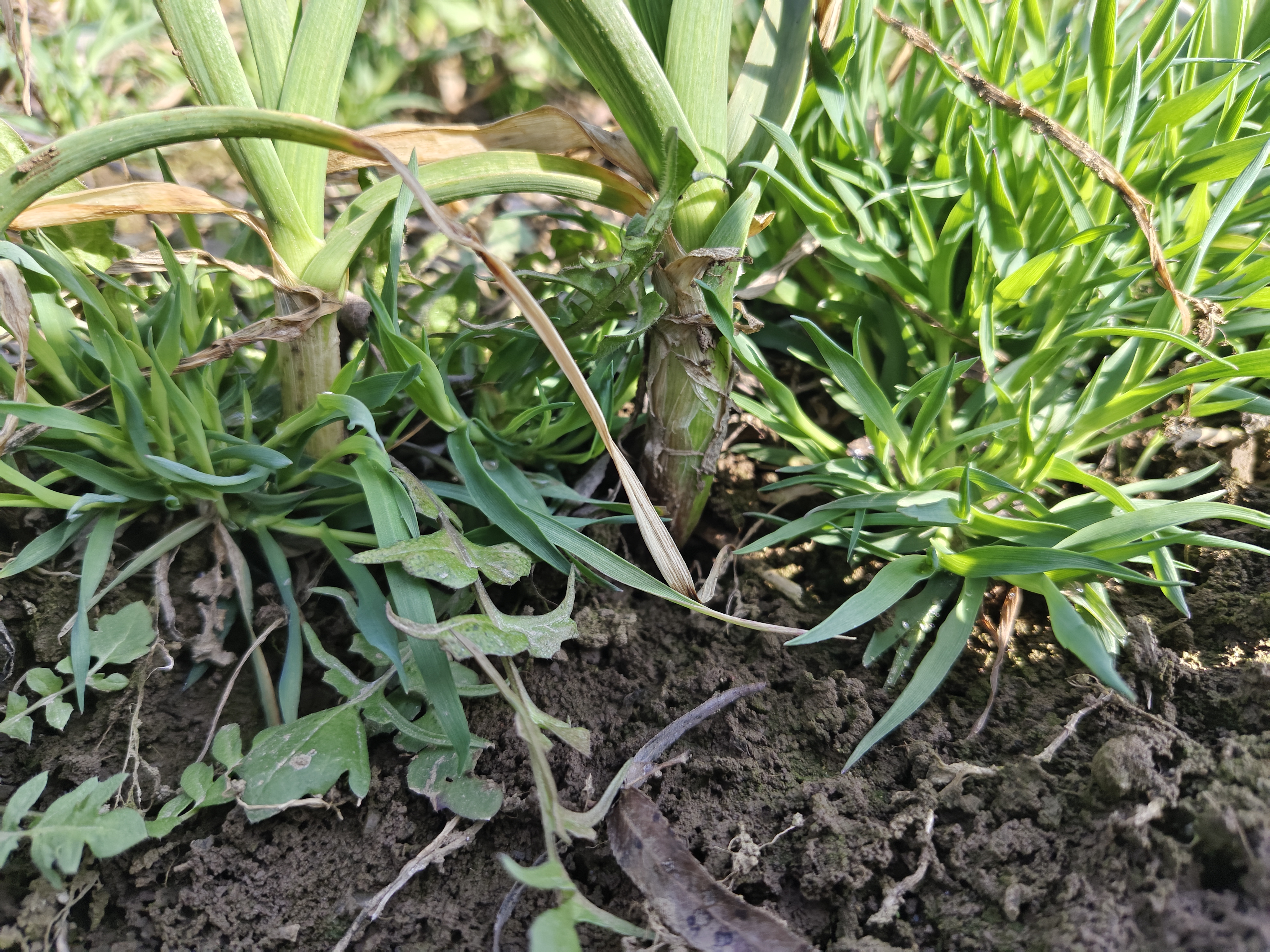 图中展示了蒜苗的不同部位,包括蒜头、蒜茎、蒜叶和老根部分 蒜苗结构示意图