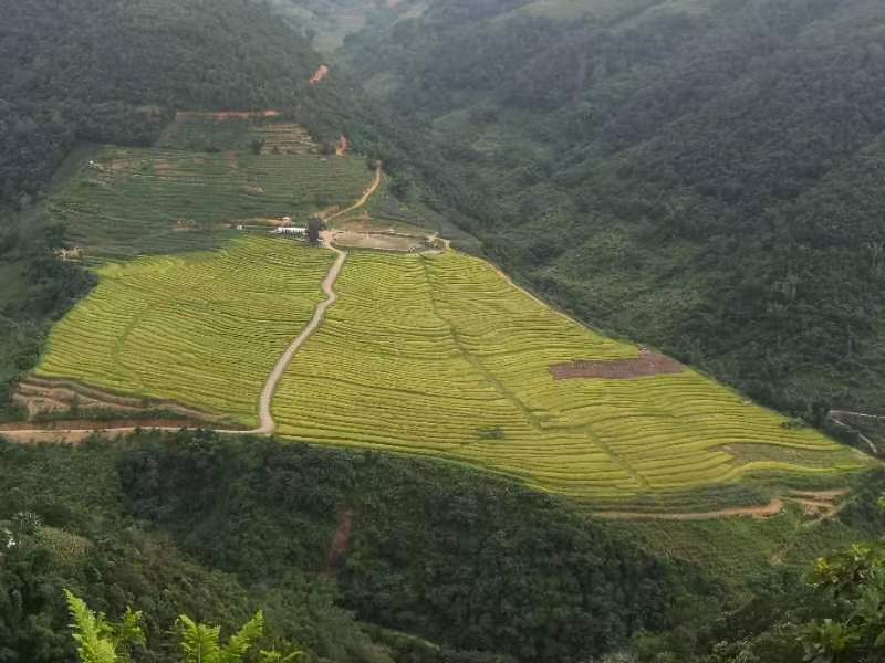 五湖长粒香大米的产地实景
