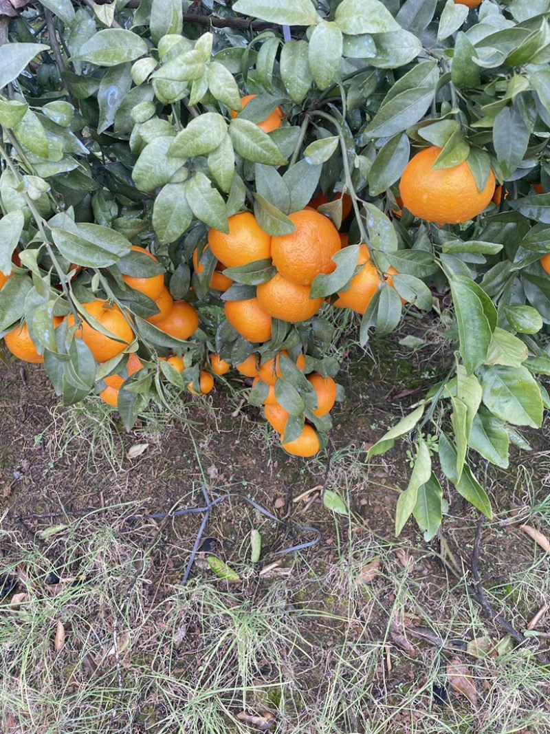 精品沃柑广西桂林恭城沃柑产地代办糖分高颜色红