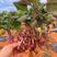 云南天山雪莲果种球种子种苗种牙支持一件代发批发全国可种植