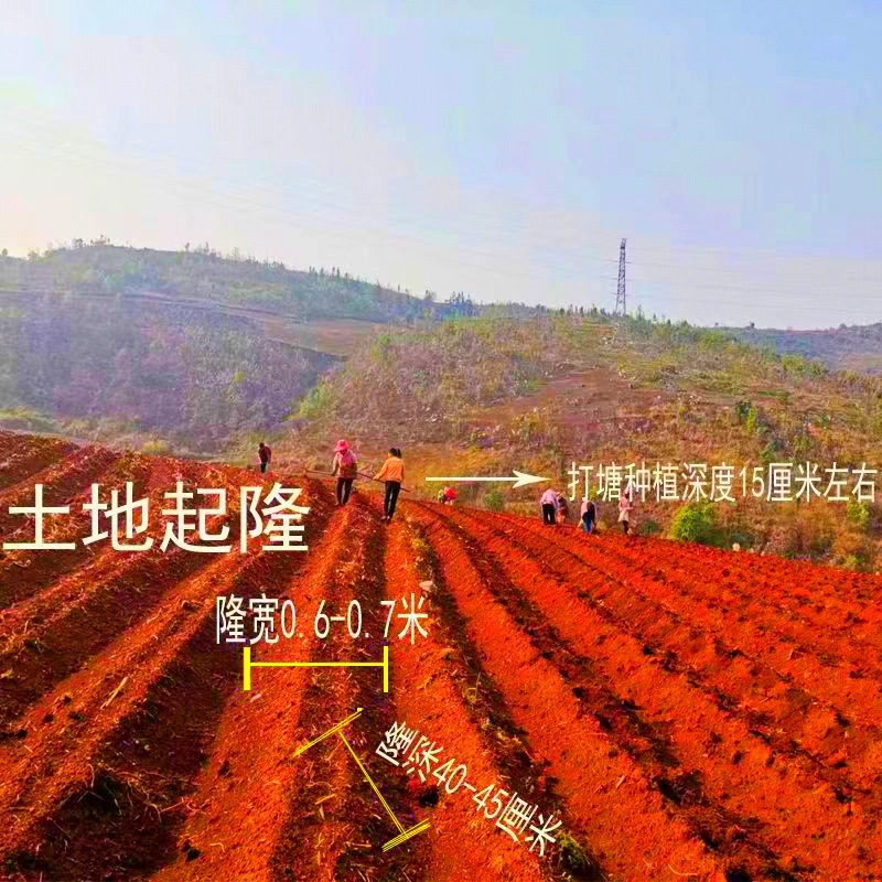 云南天山雪莲果种球种子种苗种牙亚贡秧苗万根苕菊薯全国可种