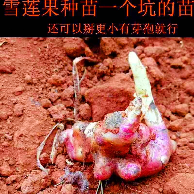 云南天山雪莲果种球种子种苗种牙亚贡秧苗万根苕菊薯全国可种