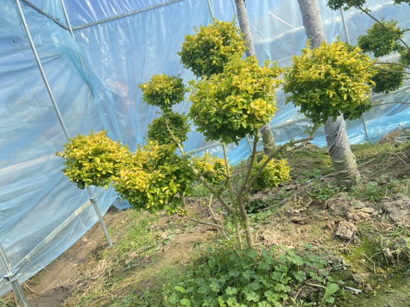 原生亮晶女贞多头非嫁接小叶女贞造型树