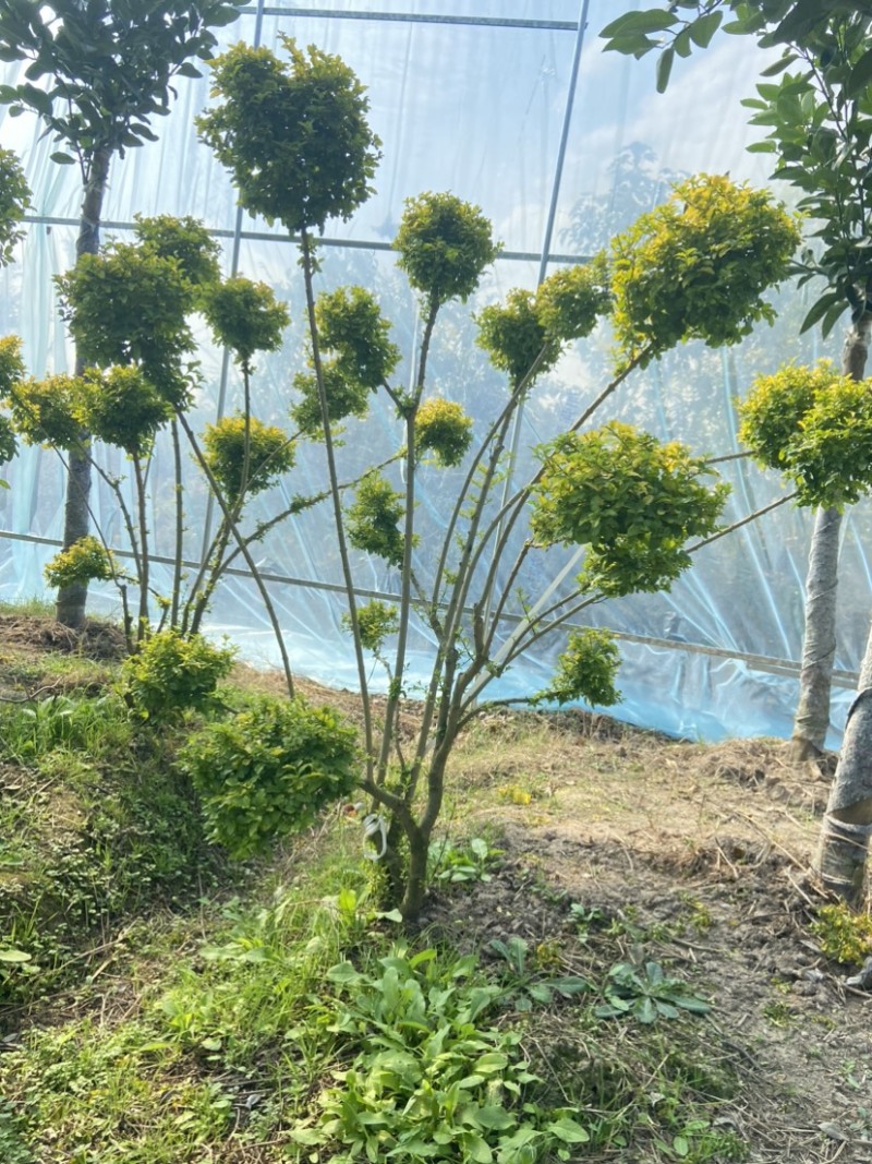 原生亮晶女贞多头非嫁接小叶女贞造型树
