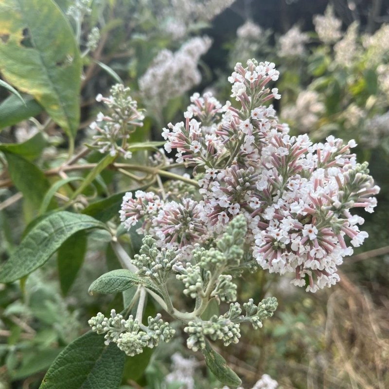 迷蒙花，染饭花，花米饭用料
