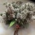 迷蒙花，染饭花，花米饭用料