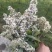 迷蒙花，染饭花，花米饭用料