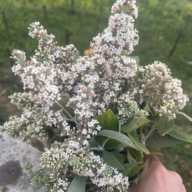迷蒙花，染饭花，花米饭用料